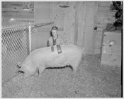 Prize winning pig